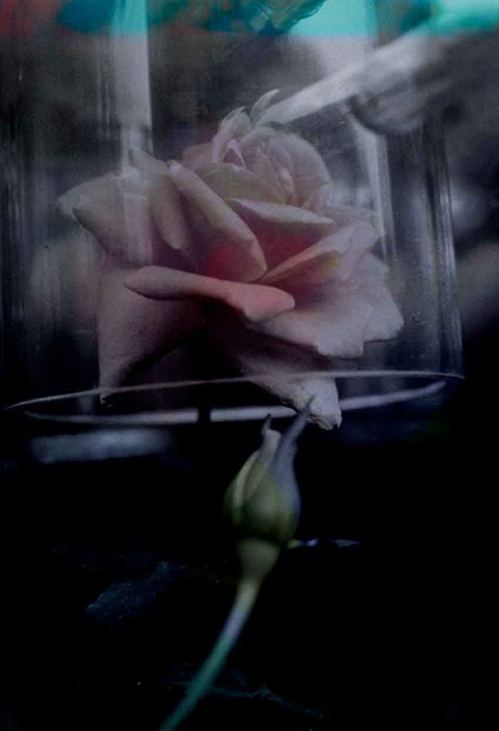 Jane Fire, First Rose Grown In Outer Space, 2020, digital archival print mounted on ChromaLuxe Matt