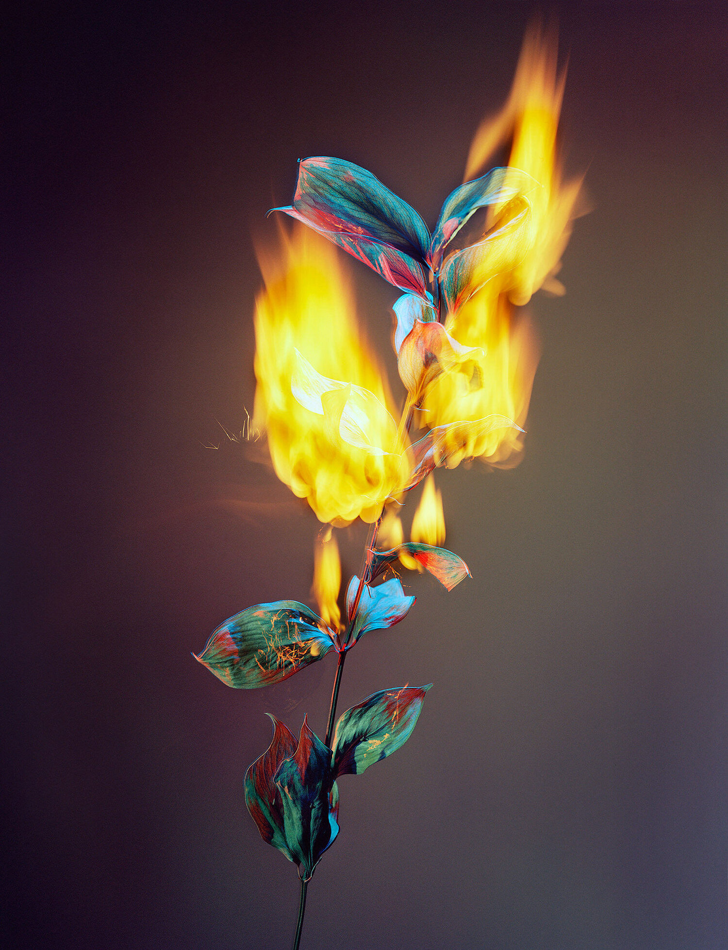 Amanda Arcuri, A Shot in the Dark 02, 2018, C-Print, White Shadow Box Frame. 12” x 15”; 17” x 20" with frame