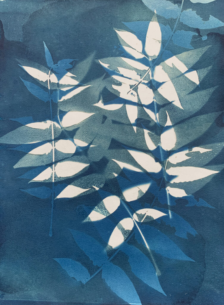 Weeds (2020), double exposure wet cyanotype, 20 x 16 inches