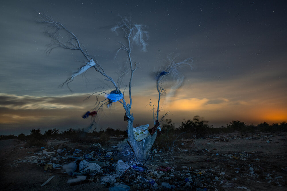 Jean-François Bouchard, Tree of Life #1, 2022. From the series Exile from Babylon