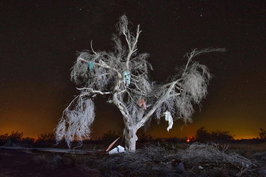 Jean-François Bouchard, Tree of Life #2, 2022. From the series Exile from Babylon.
